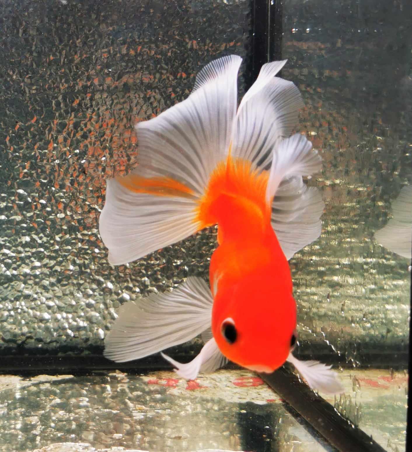 Sakura Sunset Orchidtail Oranda Goldfish WYSIWYG #10 - Paradise Tropicals LLC