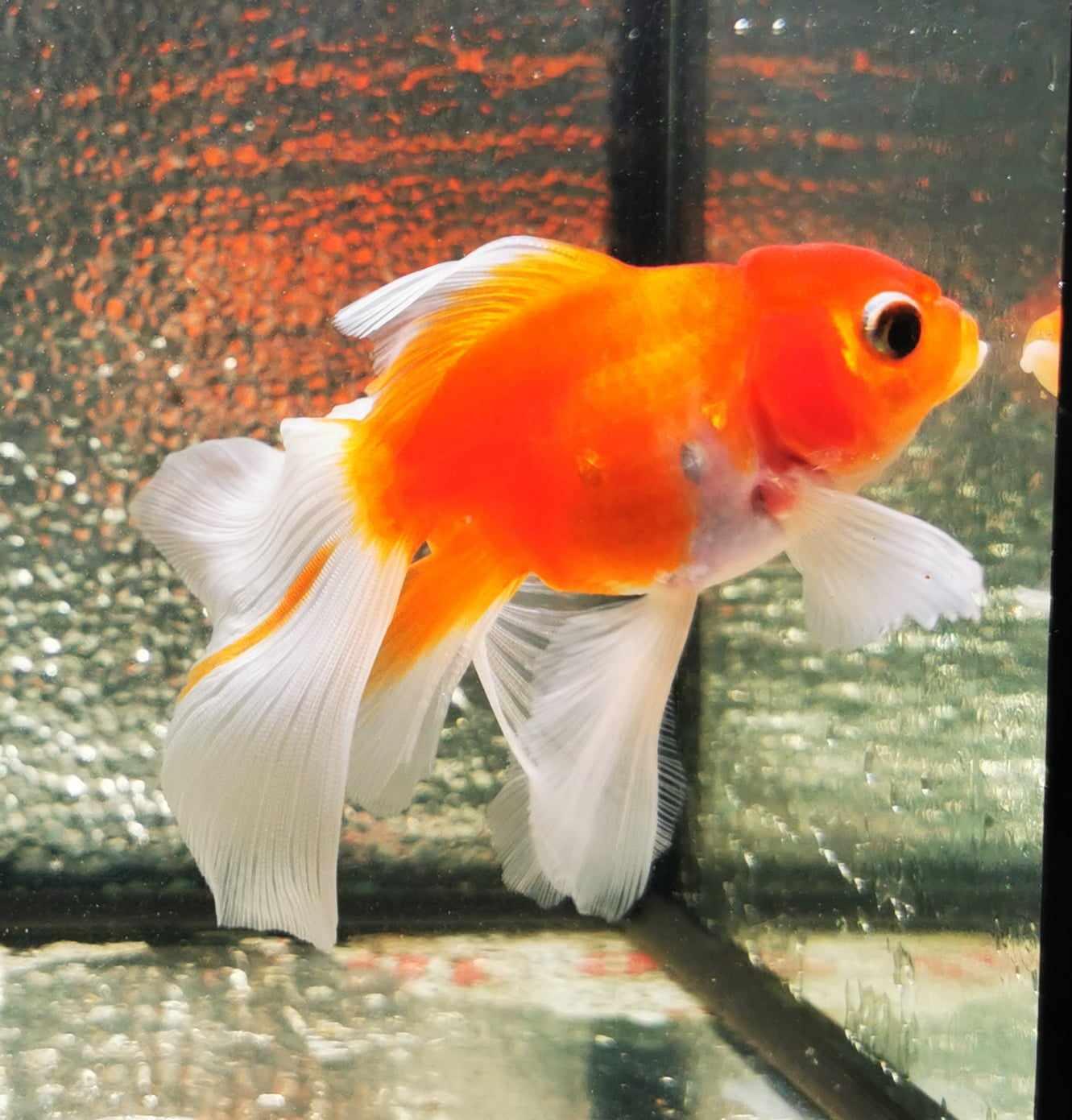 Sakura Sunset Orchidtail Oranda Goldfish WYSIWYG #10 - Paradise Tropicals LLC