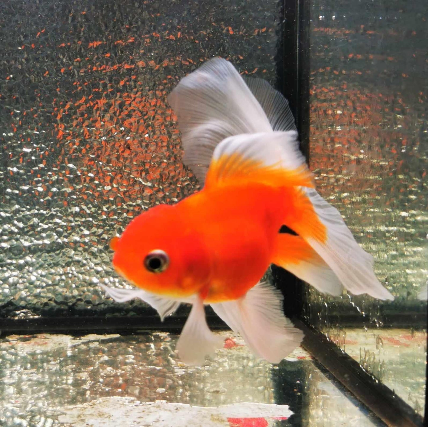 Sakura Sunset Orchidtail Oranda Goldfish WYSIWYG #10 - Paradise Tropicals LLC