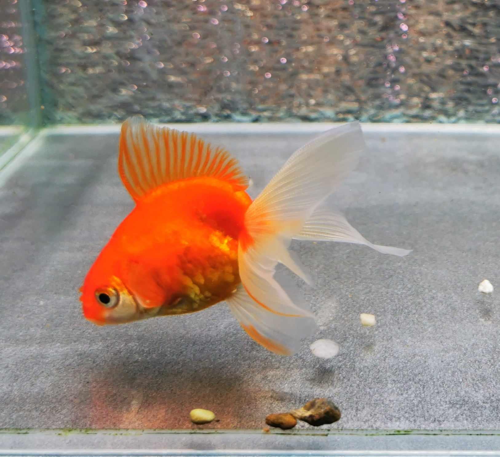 Sakura Sunset Orchidtail Oranda Goldfish WYSIWYG #6 - Paradise Tropicals LLC