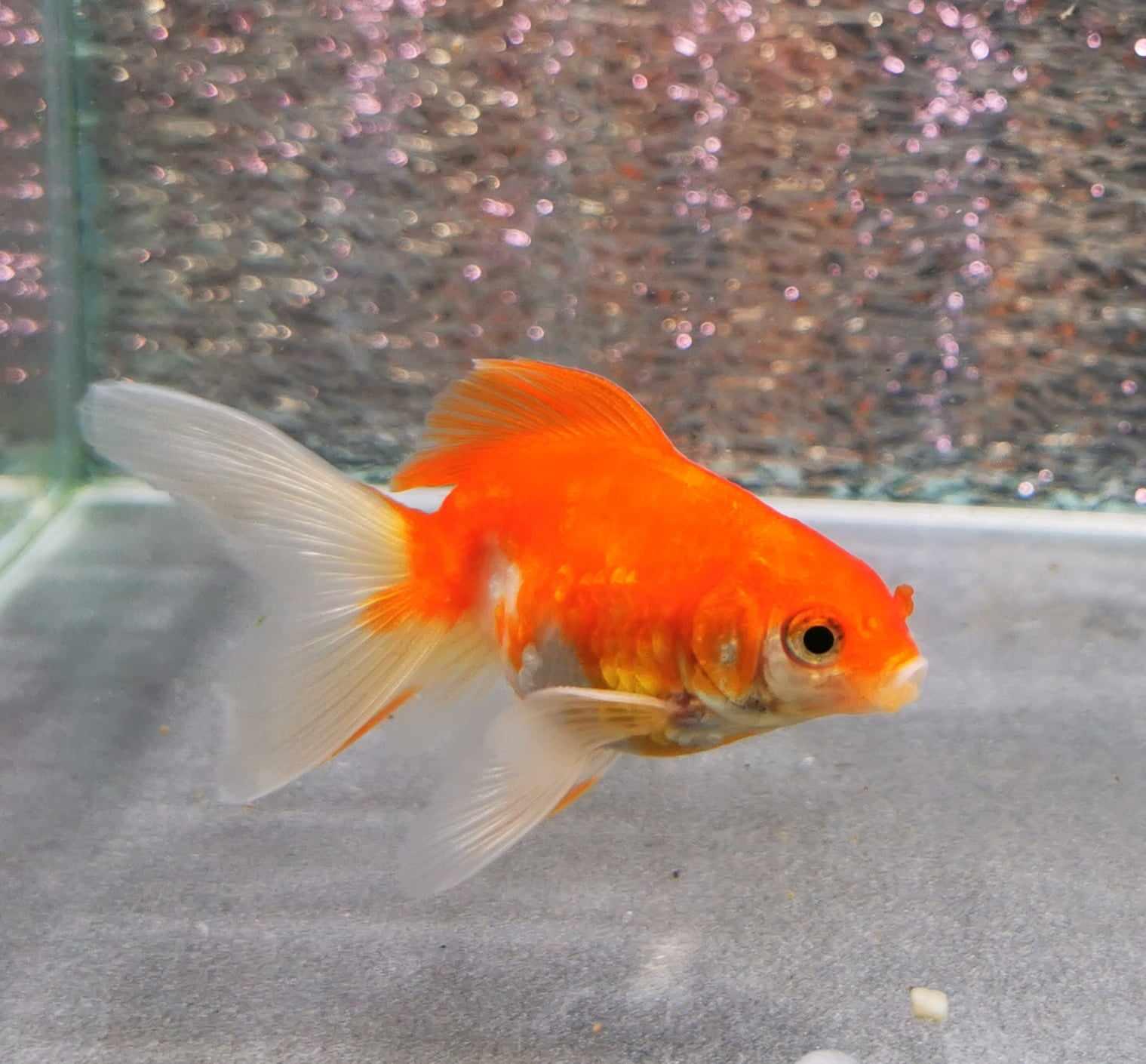 Sakura Sunset Orchidtail Oranda Goldfish WYSIWYG #6 - Paradise Tropicals LLC