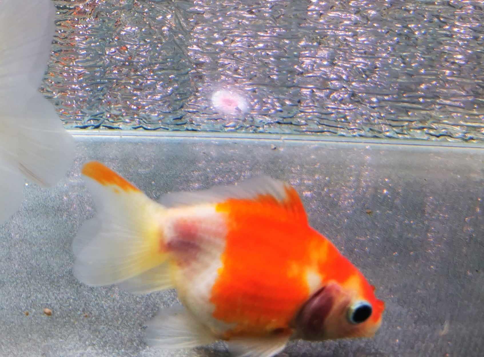 Sakura Sunset Yuanbao Oranda Goldfish WYSIWYG #4 - Paradise Tropicals LLC