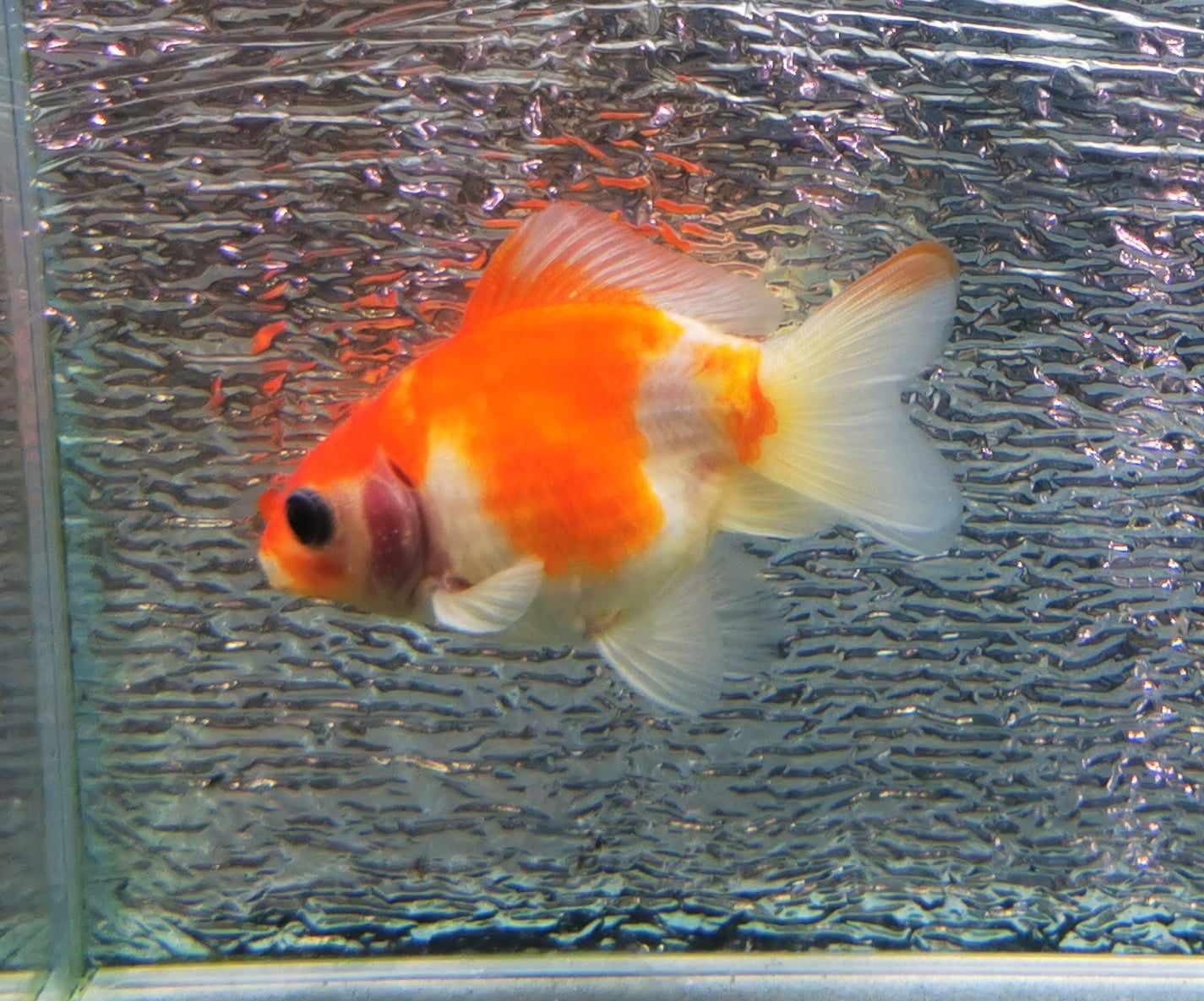 Sakura Sunset Yuanbao Oranda Goldfish WYSIWYG #4 - Paradise Tropicals LLC