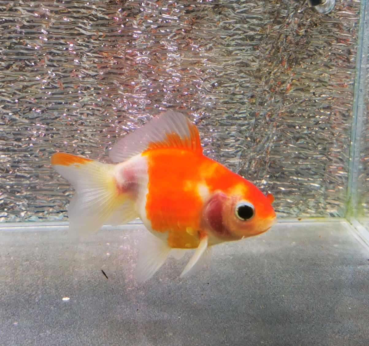 Sakura Sunset Yuanbao Oranda Goldfish WYSIWYG #4 - Paradise Tropicals LLC