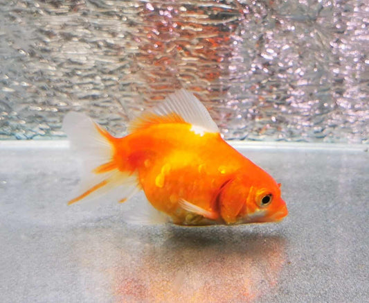 Sakura Sunset Yuanbao Oranda Goldfish WYSIWYG #5 - Paradise Tropicals LLC