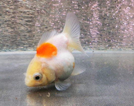 Sakura Sunset Yuanbao Oranda Goldfish WYSIWYG #6 - Paradise Tropicals LLC