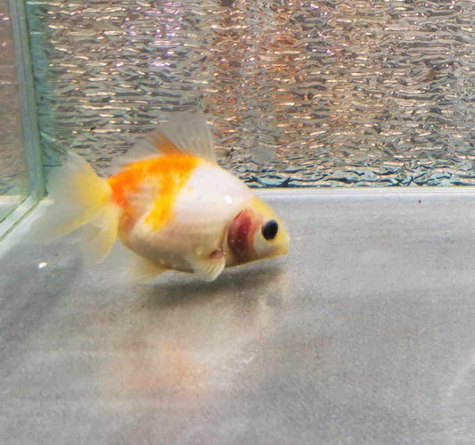 Sakura Sunset Yuanbao Oranda Goldfish WYSIWYG #8 - Paradise Tropicals LLC