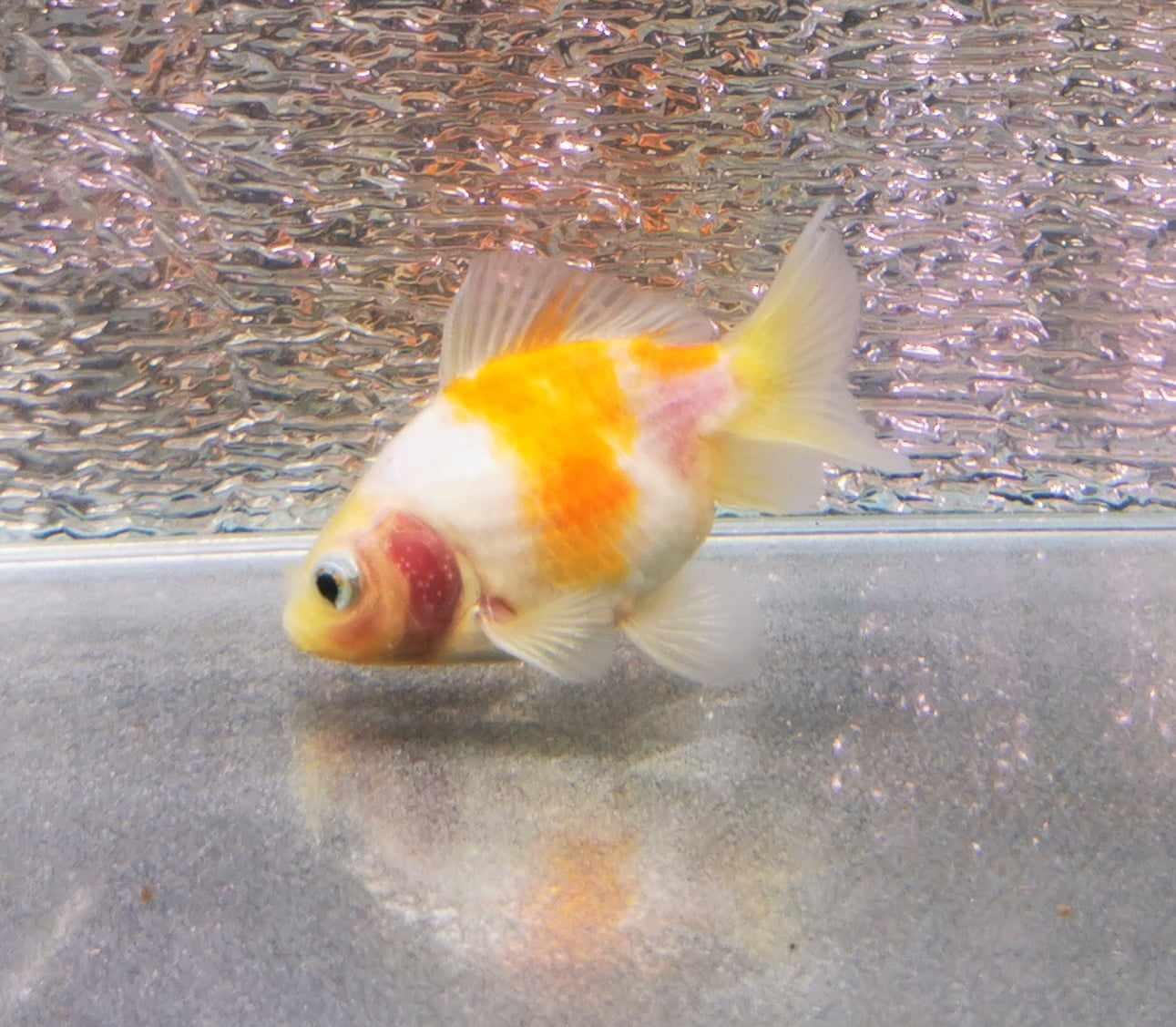 Sakura Sunset Yuanbao Oranda Goldfish WYSIWYG #8 - Paradise Tropicals LLC