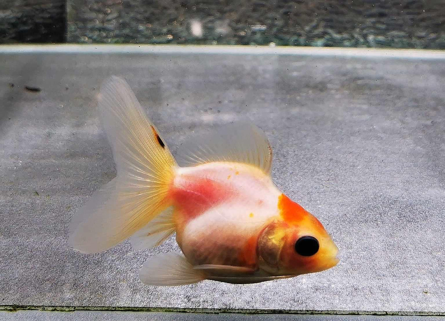 Sakura Tancho Sunset Orchidtail Oranda Goldfish WYSIWYG #10 - Paradise Tropicals LLC