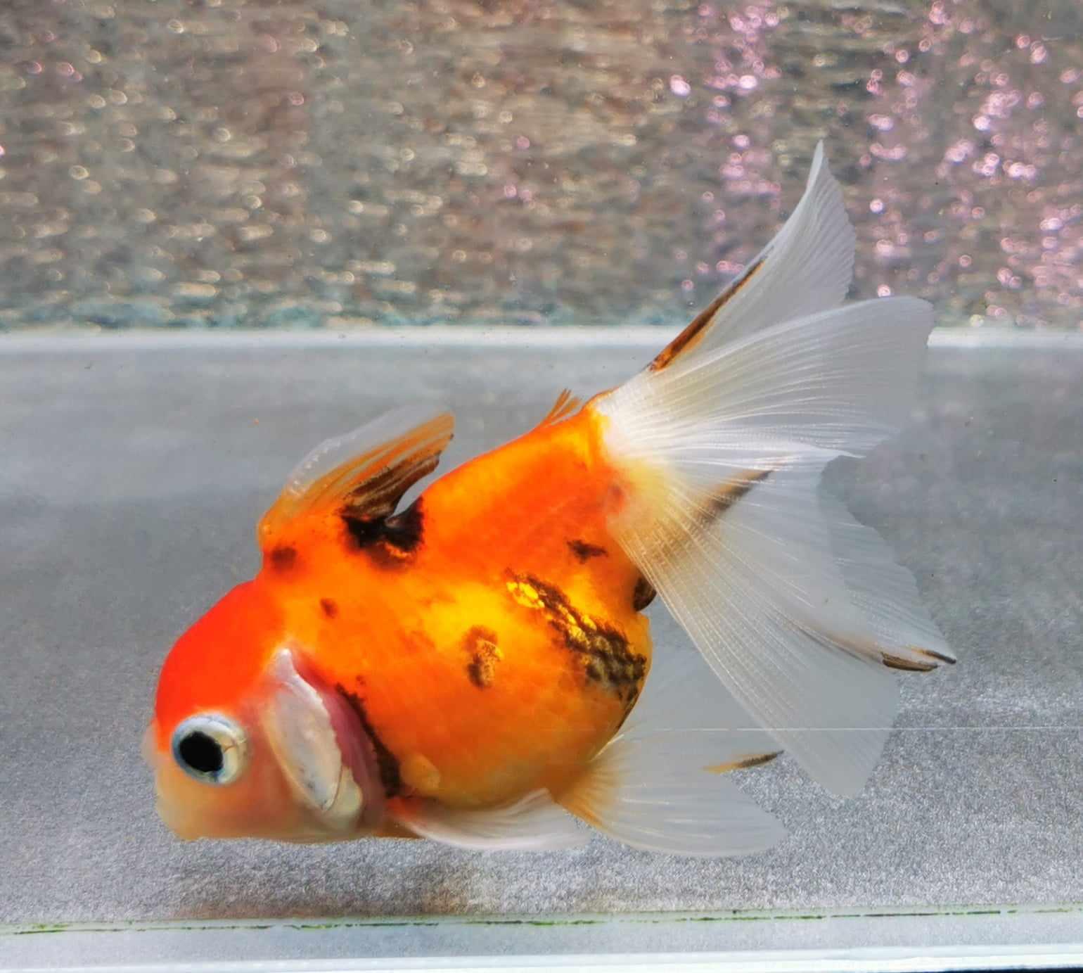 Sharkfin Calico Yuanbao Oranda Goldfish WYSIWYG #1 - Paradise Tropicals LLC