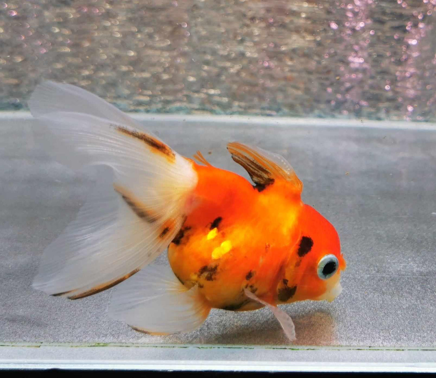 Sharkfin Calico Yuanbao Oranda Goldfish WYSIWYG #1 - Paradise Tropicals LLC