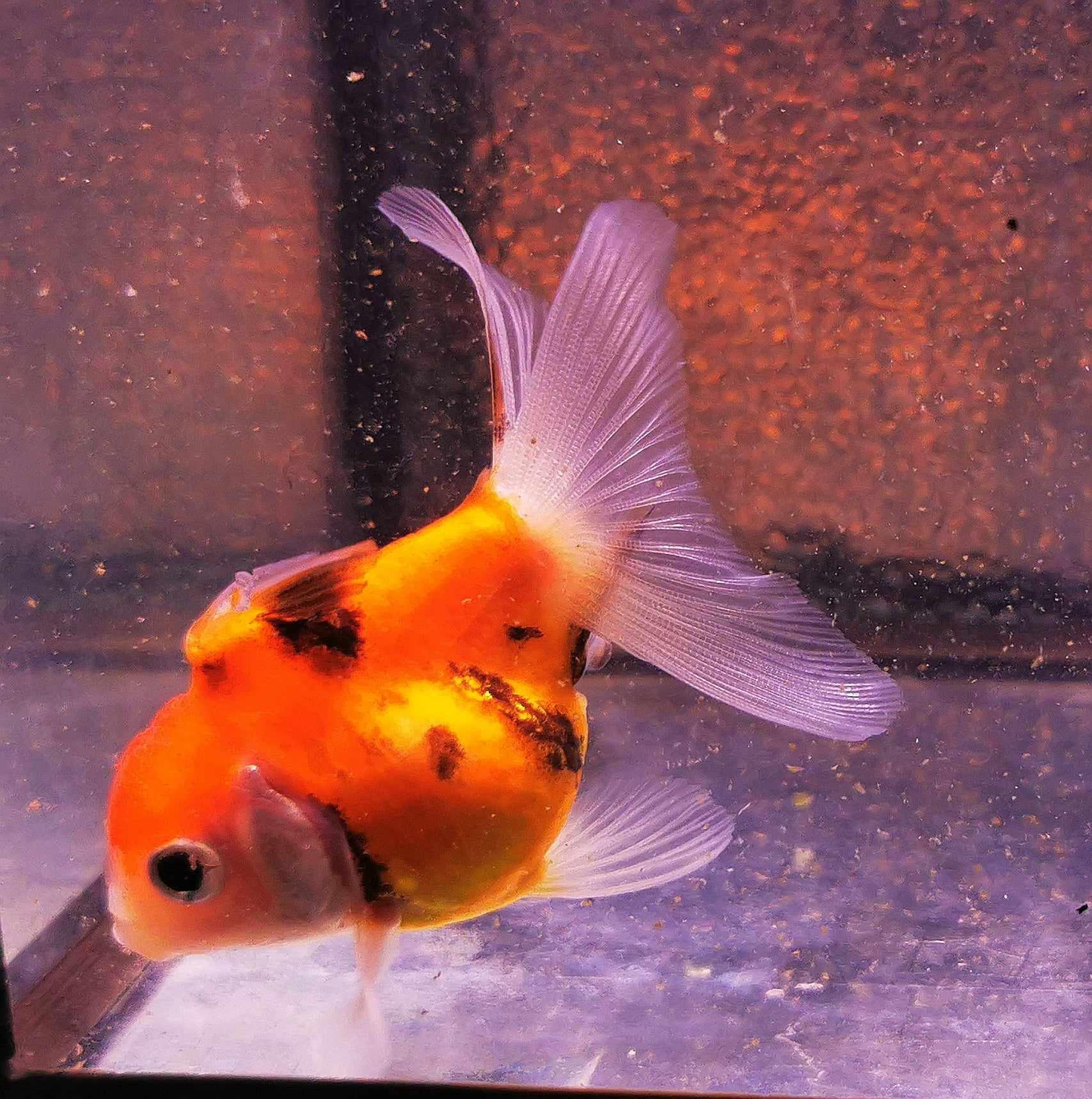 Sharkfin Calico Yuanbao Oranda Goldfish WYSIWYG #1 - Paradise Tropicals LLC