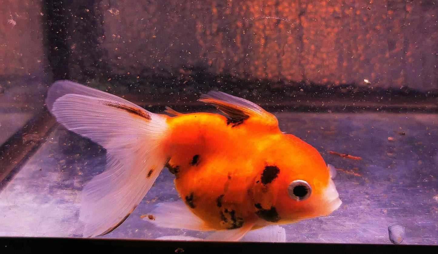 Sharkfin Calico Yuanbao Oranda Goldfish WYSIWYG #1 - Paradise Tropicals LLC