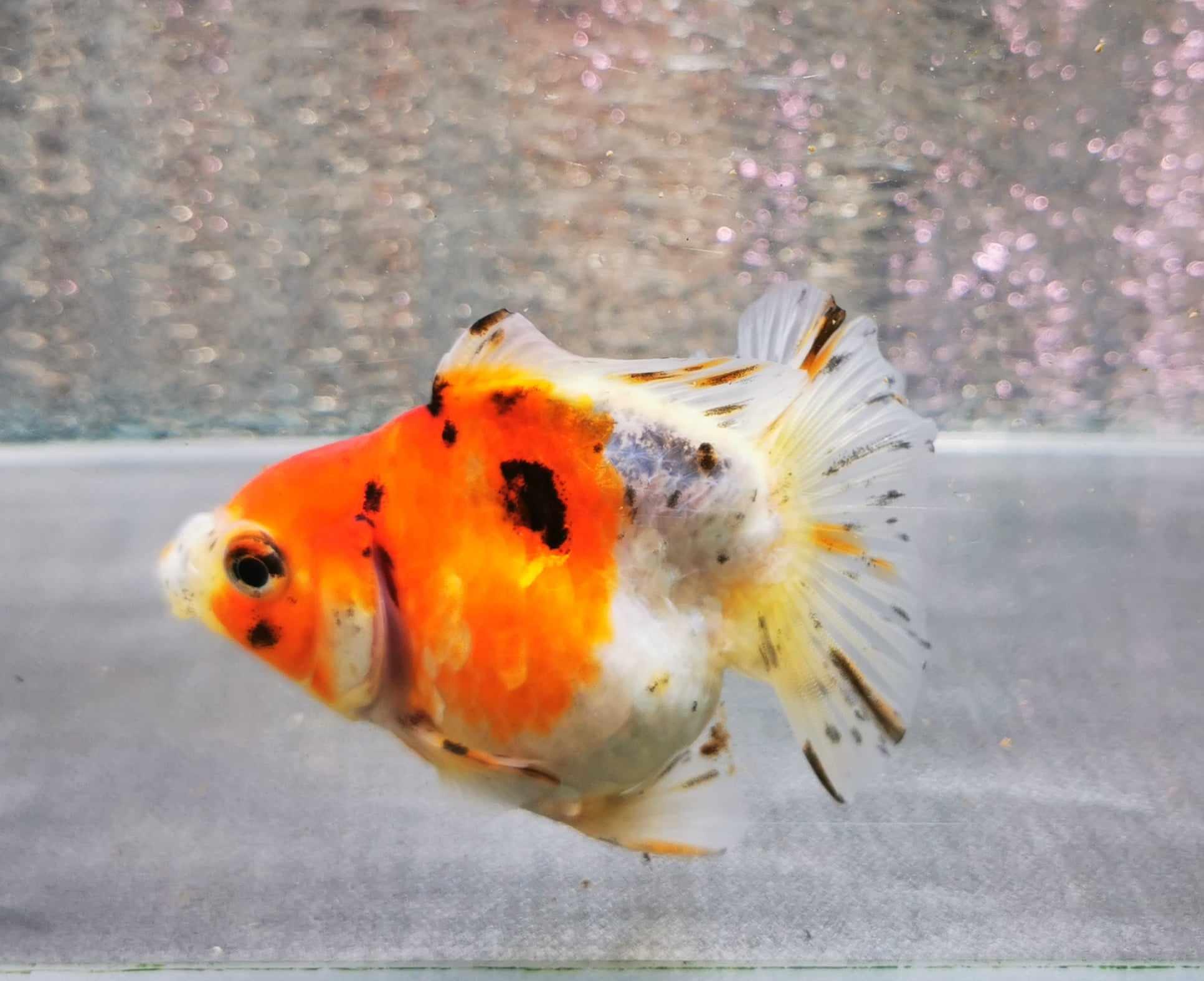 Shortbody Calico Yuanbao Oranda Goldfish WYSIWYG #1 - Paradise Tropicals LLC