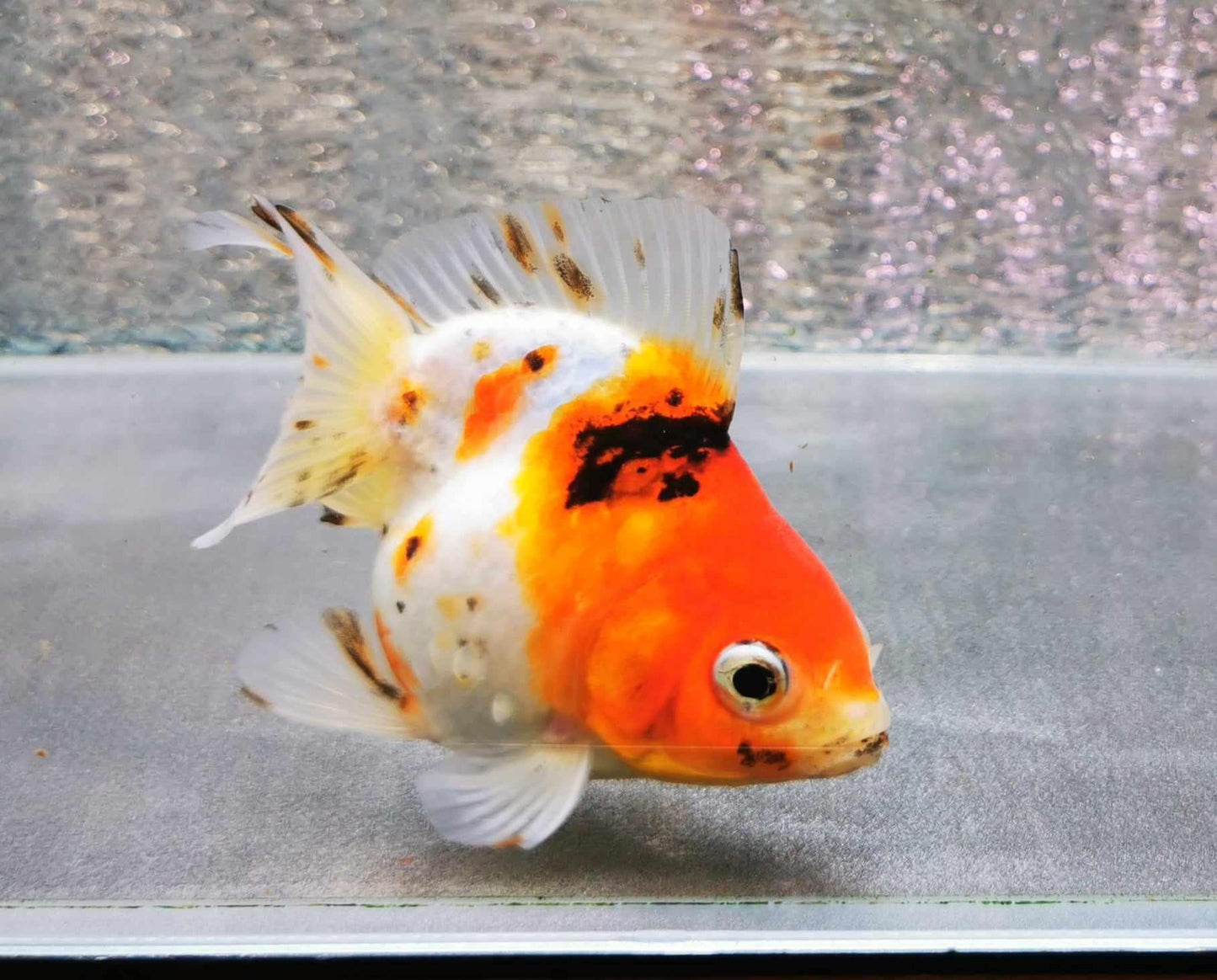 Shortbody Calico Yuanbao Oranda Goldfish WYSIWYG #1 - Paradise Tropicals LLC