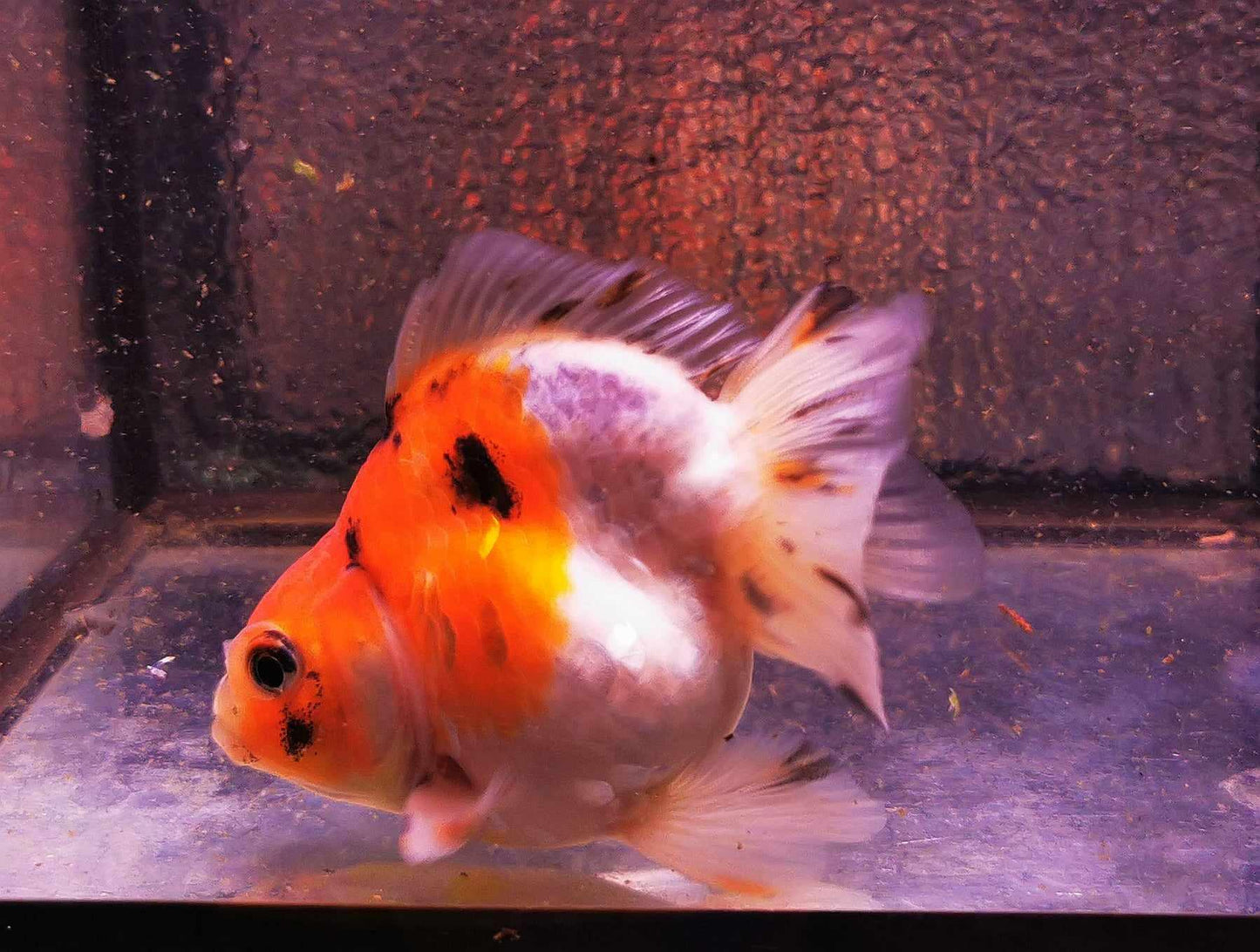 Shortbody Calico Yuanbao Oranda Goldfish WYSIWYG #1 - Paradise Tropicals LLC