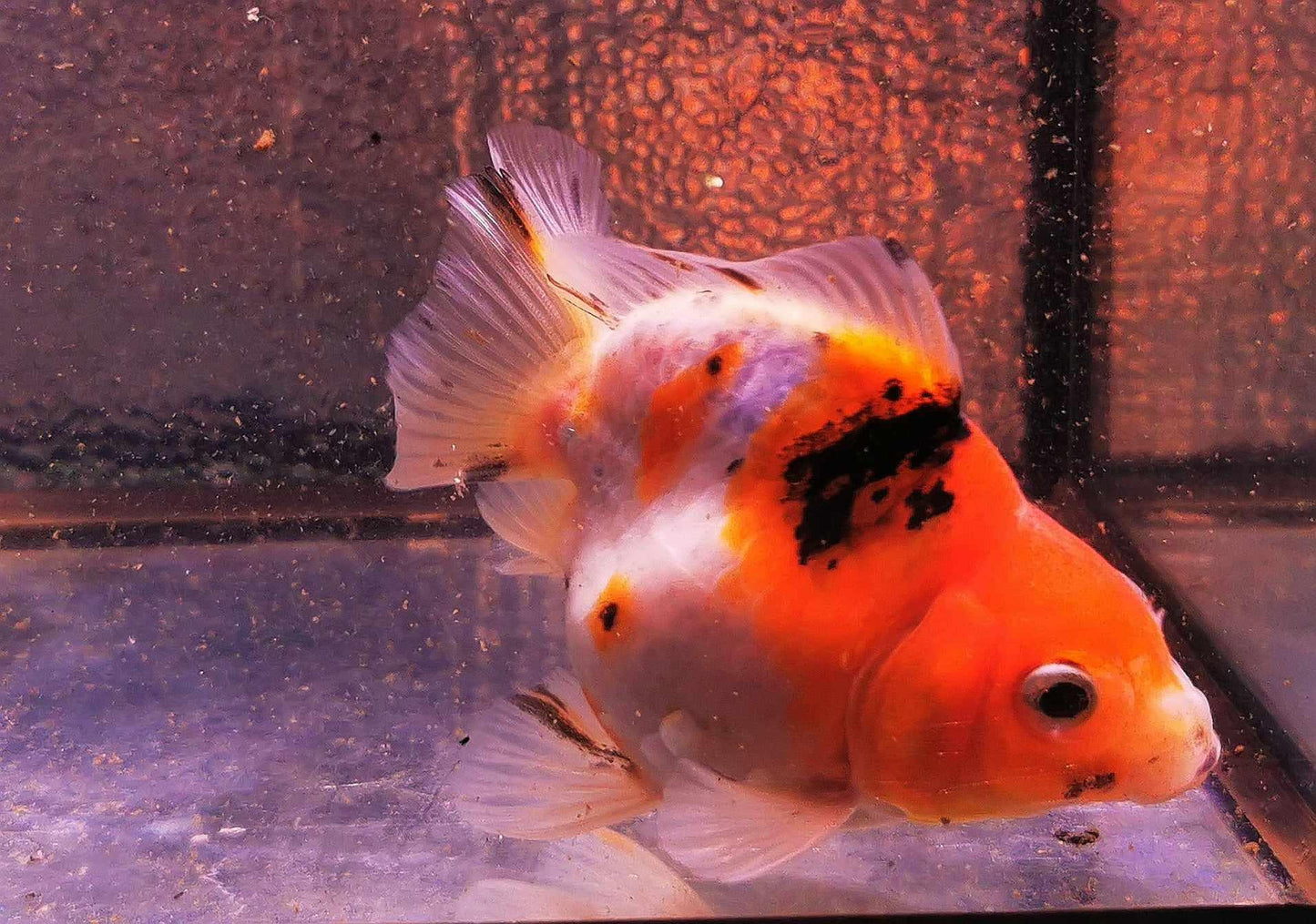 Shortbody Calico Yuanbao Oranda Goldfish WYSIWYG #1 - Paradise Tropicals LLC