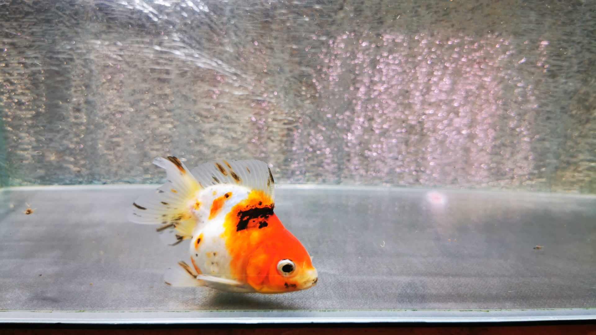 Shortbody Calico Yuanbao Oranda Goldfish WYSIWYG #1 - Paradise Tropicals LLC