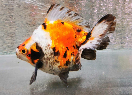 Show Calico Ryukin Goldfish WYSIWYG #1 - Paradise Tropicals LLC