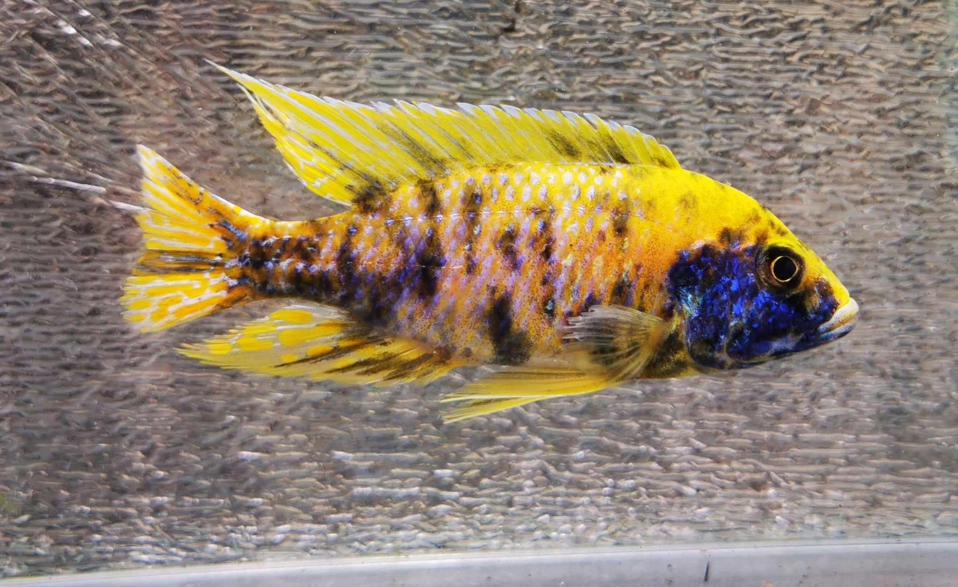 Sunshine Flash OB Peacock Male #2 WYSIWYG - Paradise Tropicals LLC