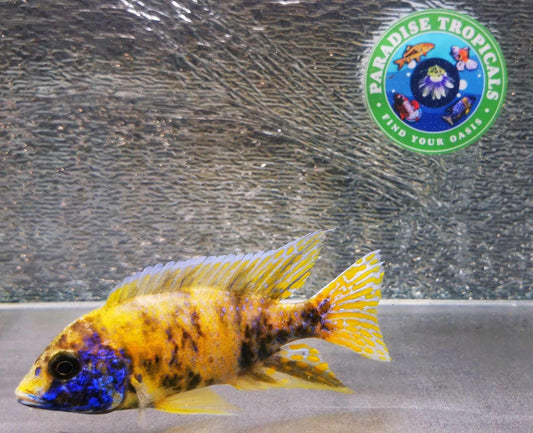 Sunshine Flash OB Peacock Male #3 WYSIWYG Exclusive! - Paradise Tropicals LLC