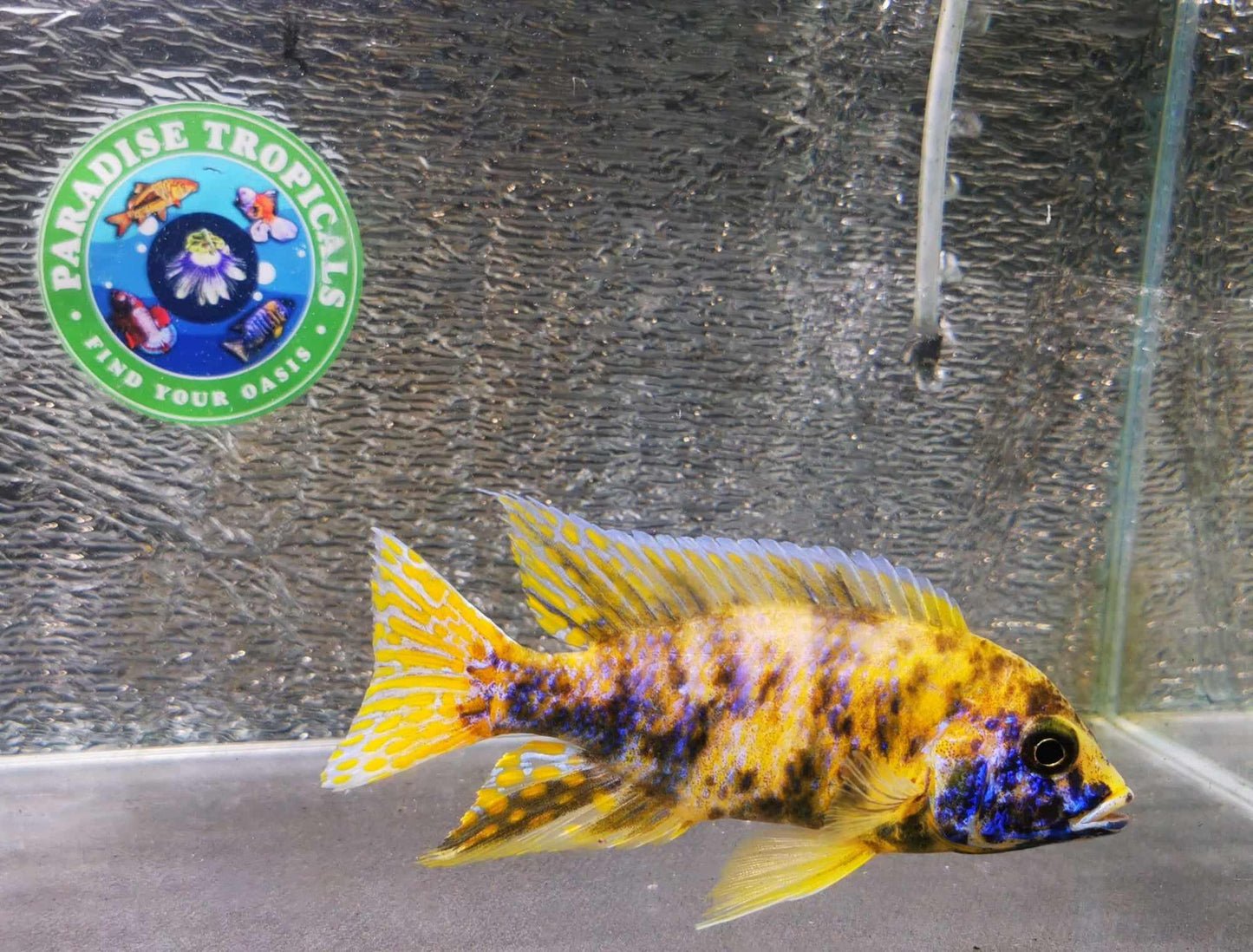 Sunshine Flash OB Peacock Male #3 WYSIWYG Exclusive! - Paradise Tropicals LLC