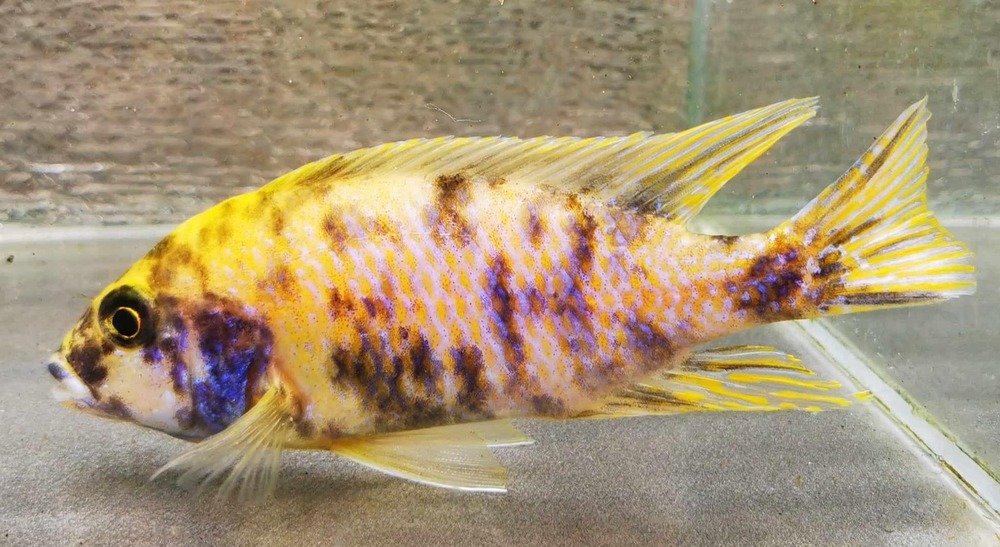 Sunshine Flash OB Peacock Male #4 WYSIWYG Exclusive! - Paradise Tropicals LLC