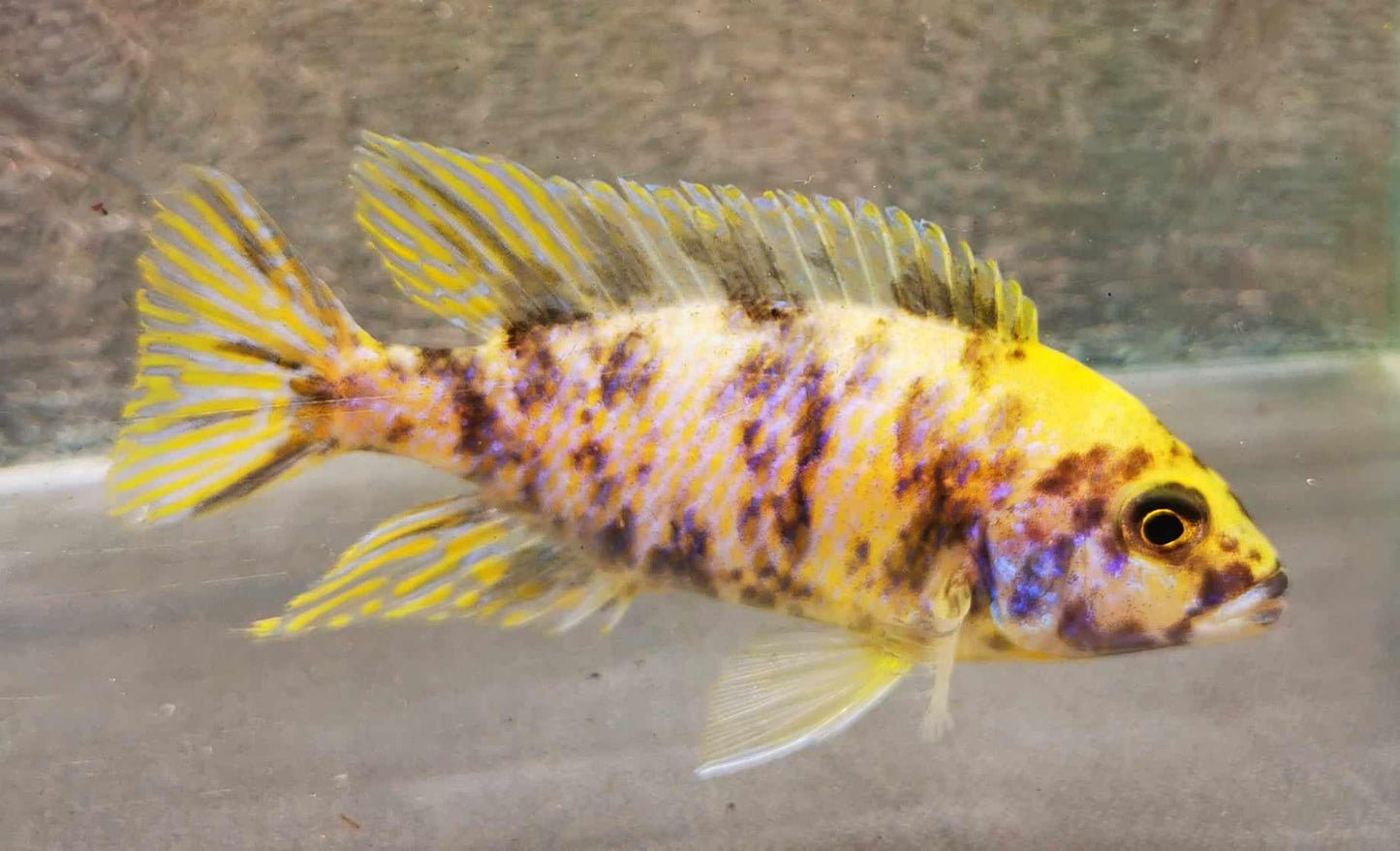 Sunshine Flash OB Peacock Male #4 WYSIWYG Exclusive! - Paradise Tropicals LLC