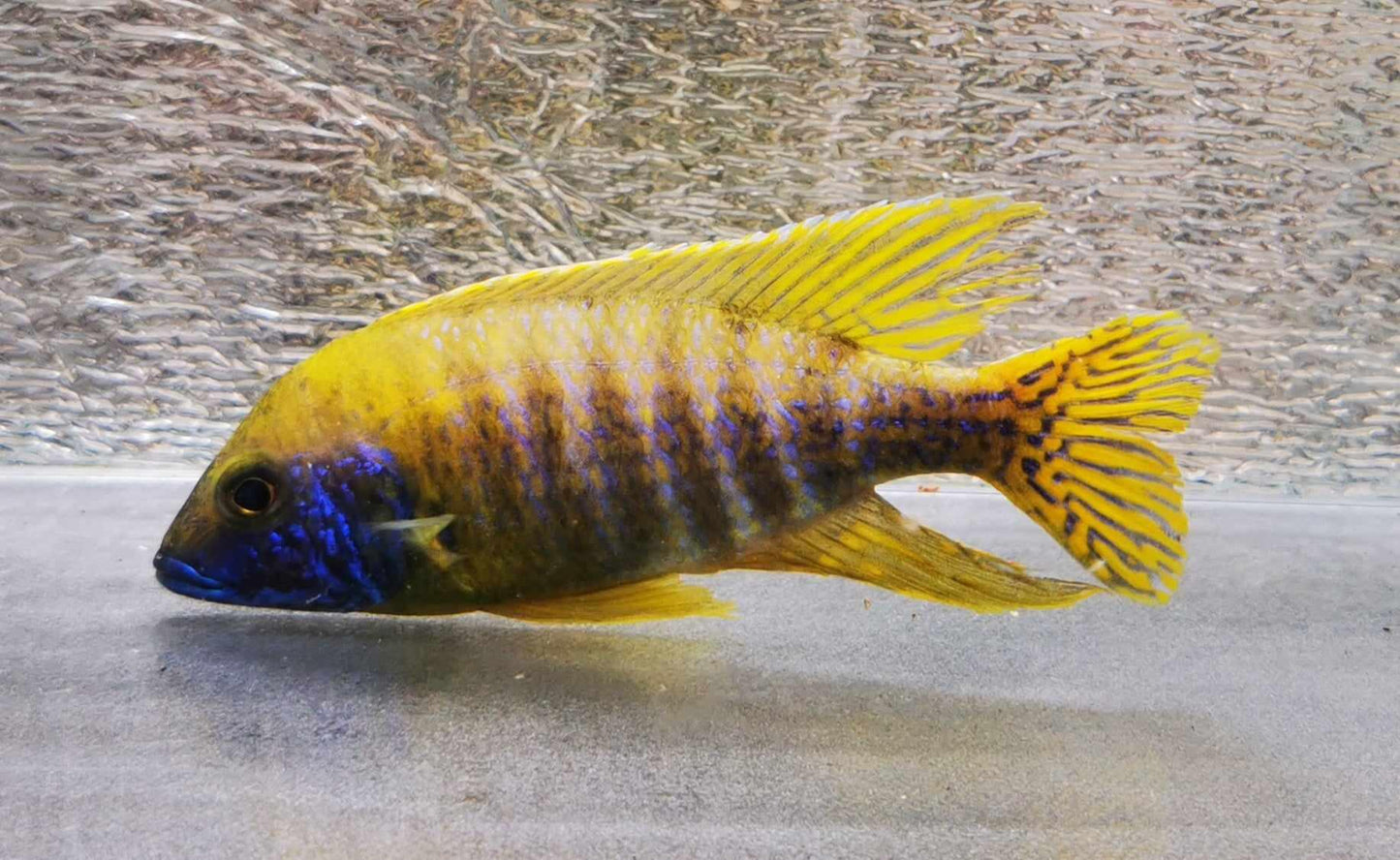 Sunshine Flash Peacock Male #1 WYSIWYG Exclusive! - Paradise Tropicals LLC