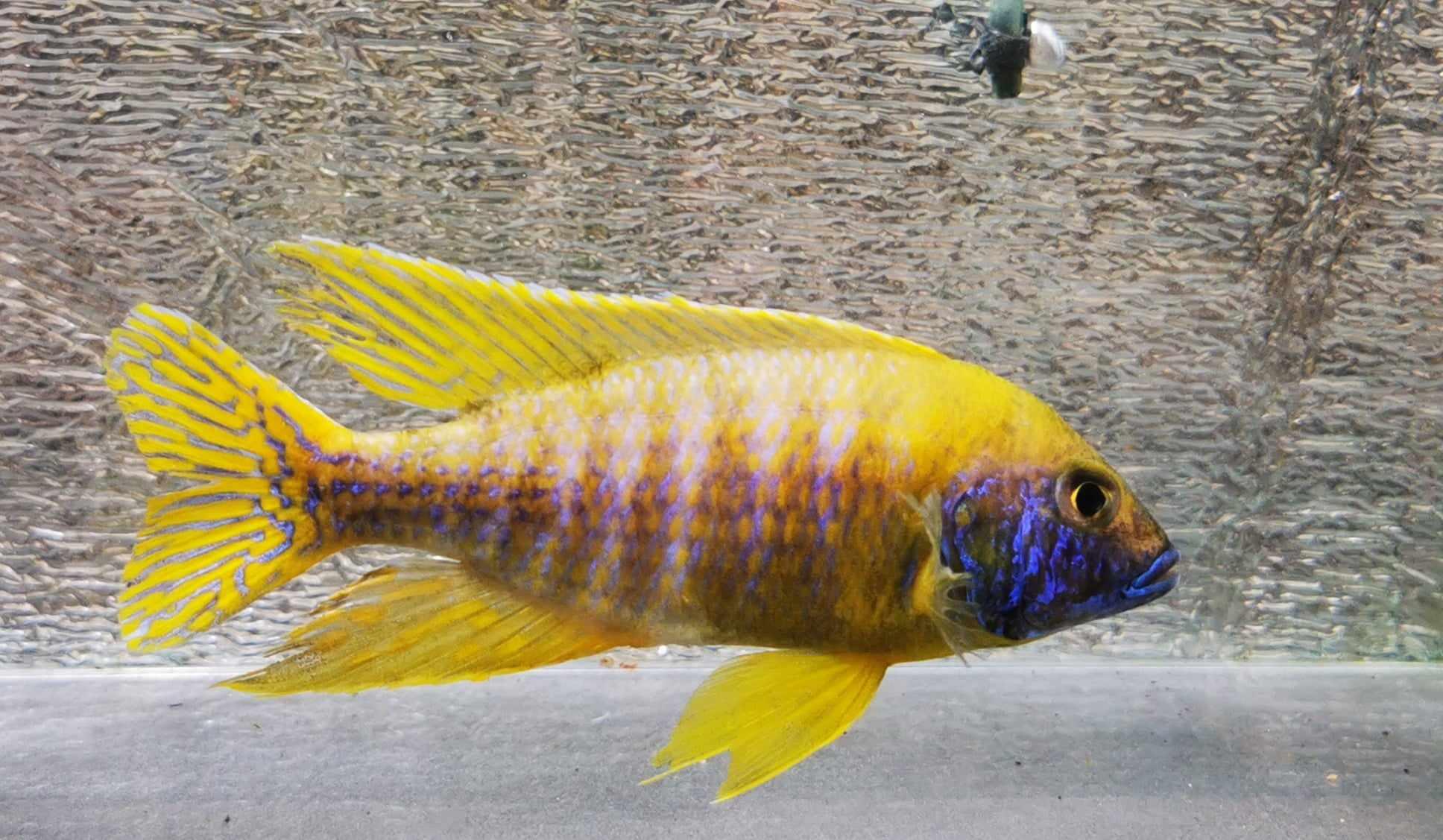 Sunshine Flash Peacock Male #1 WYSIWYG Exclusive! - Paradise Tropicals LLC