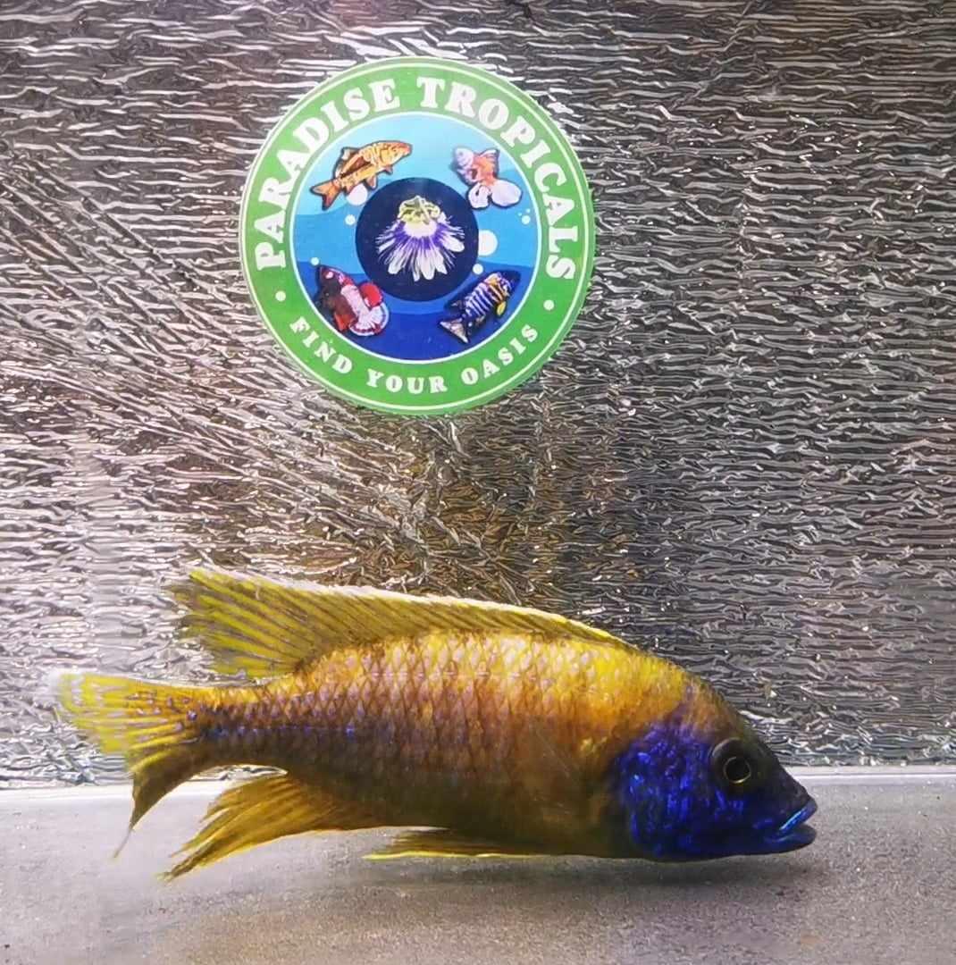 Sunshine Flash Peacock Male #2 WYSIWYG Exclusive! - Paradise Tropicals LLC