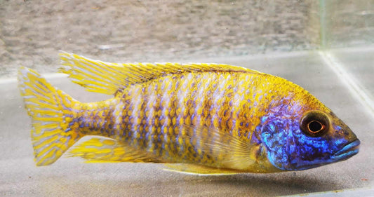 Sunshine Flash Peacock Male #3 WYSIWYG Exclusive! - Paradise Tropicals LLC