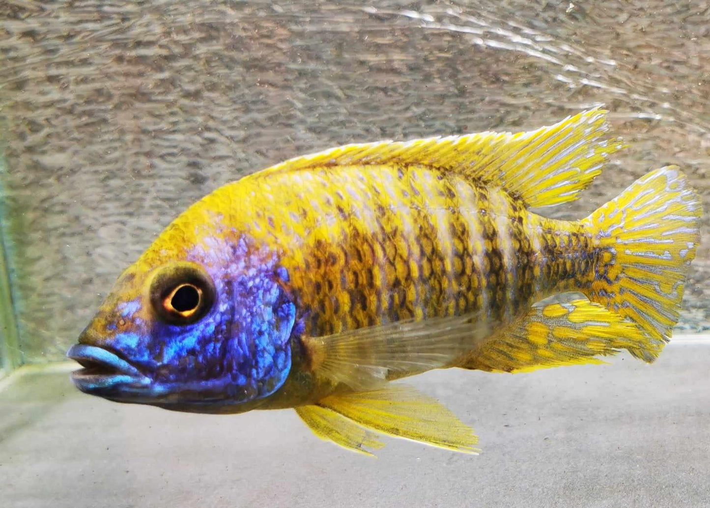 Sunshine Flash Peacock Male #3 WYSIWYG Exclusive! - Paradise Tropicals LLC