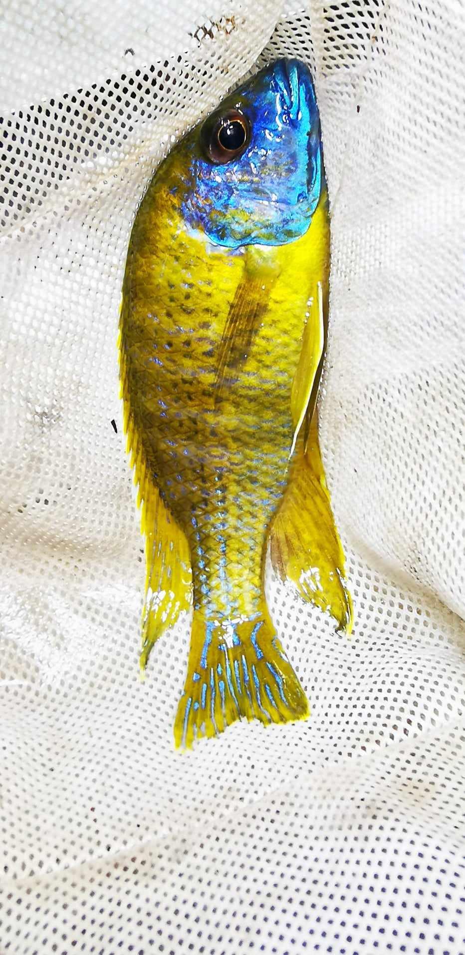 Sunshine Flash Peacock Male #6 WYSIWYG Exclusive! - Paradise Tropicals LLC