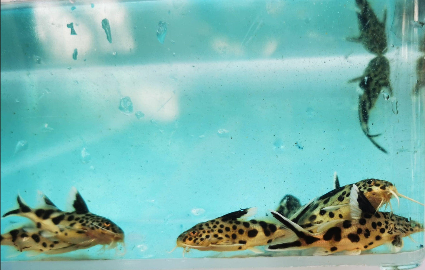 Paradise Tropicals LLC Live Animals Synodontis multipunctatus Catfish