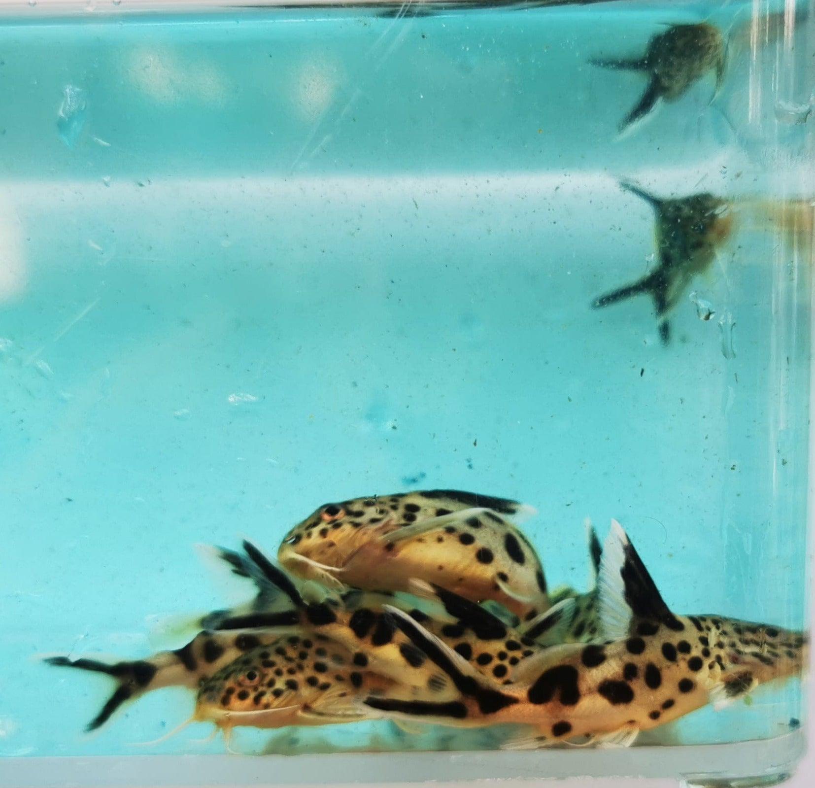 Paradise Tropicals LLC Live Animals Synodontis multipunctatus Catfish