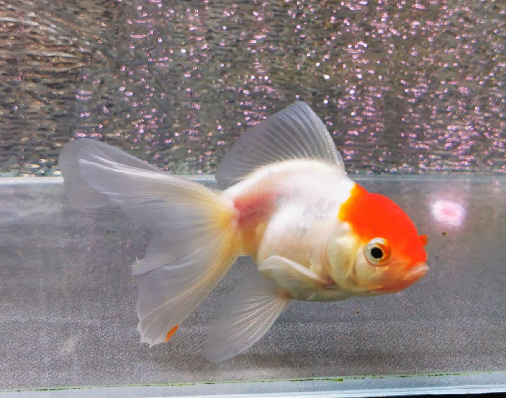 Tancho Sakura Sunset Orchidtail Oranda Goldfish WYSIWYG #1 - Paradise Tropicals LLC