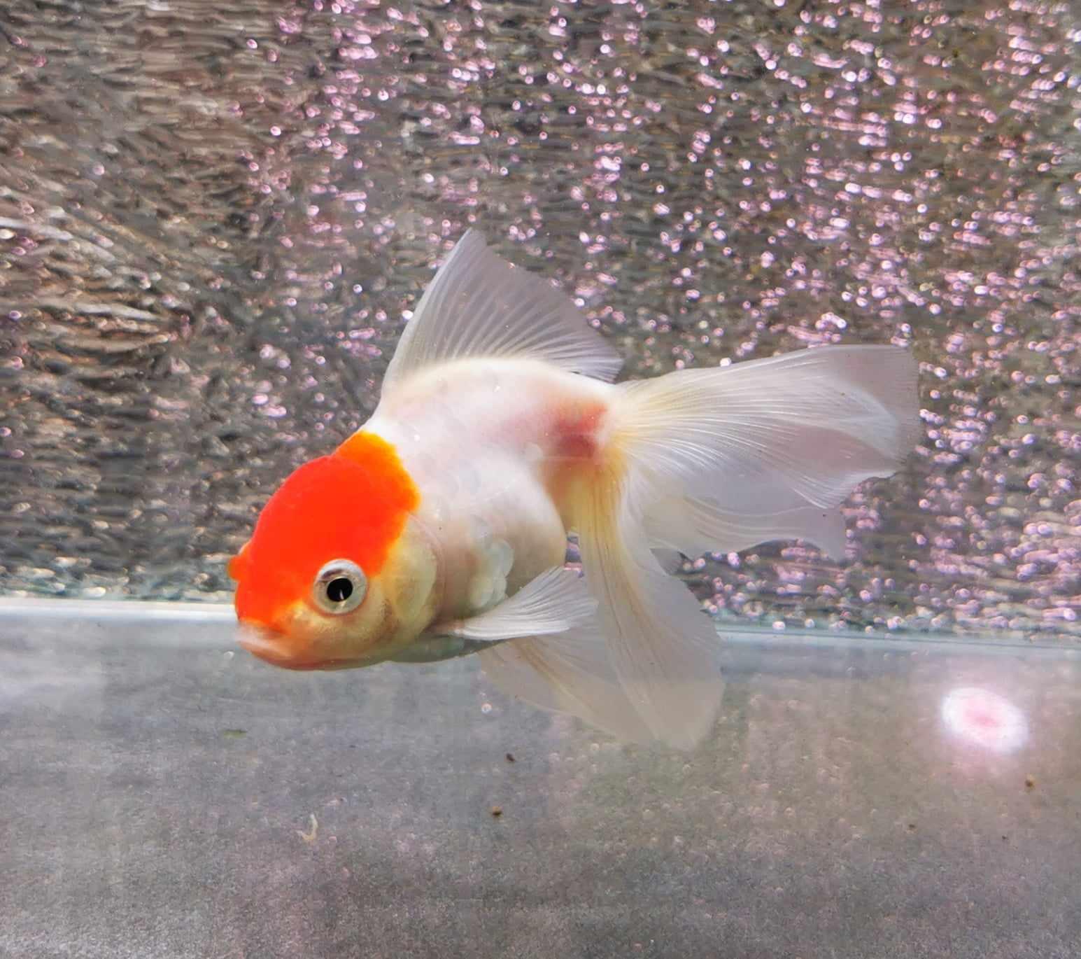 Tancho Sakura Sunset Orchidtail Oranda Goldfish WYSIWYG #1 - Paradise Tropicals LLC