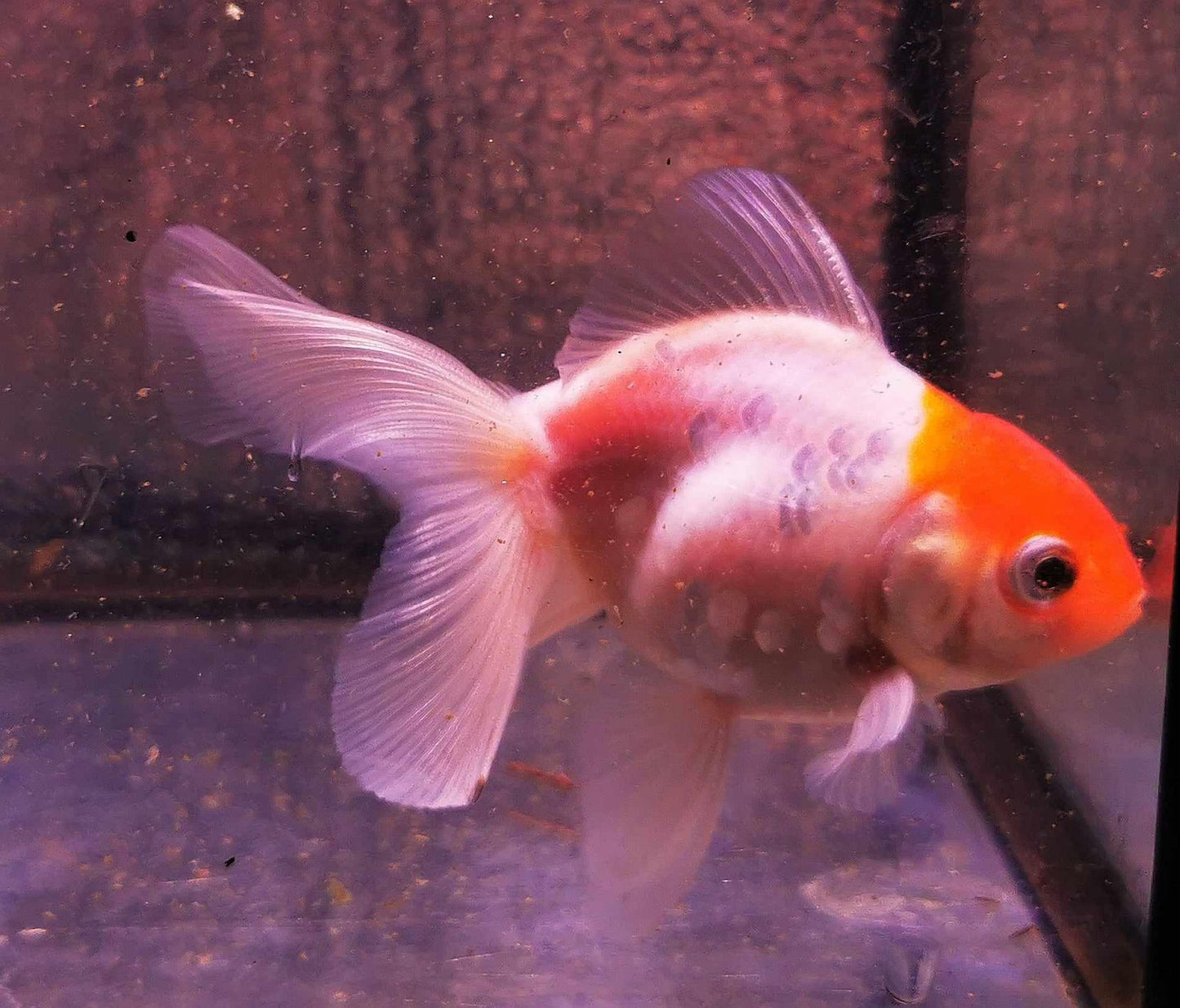 Tancho Sakura Sunset Orchidtail Oranda Goldfish WYSIWYG #1 - Paradise Tropicals LLC