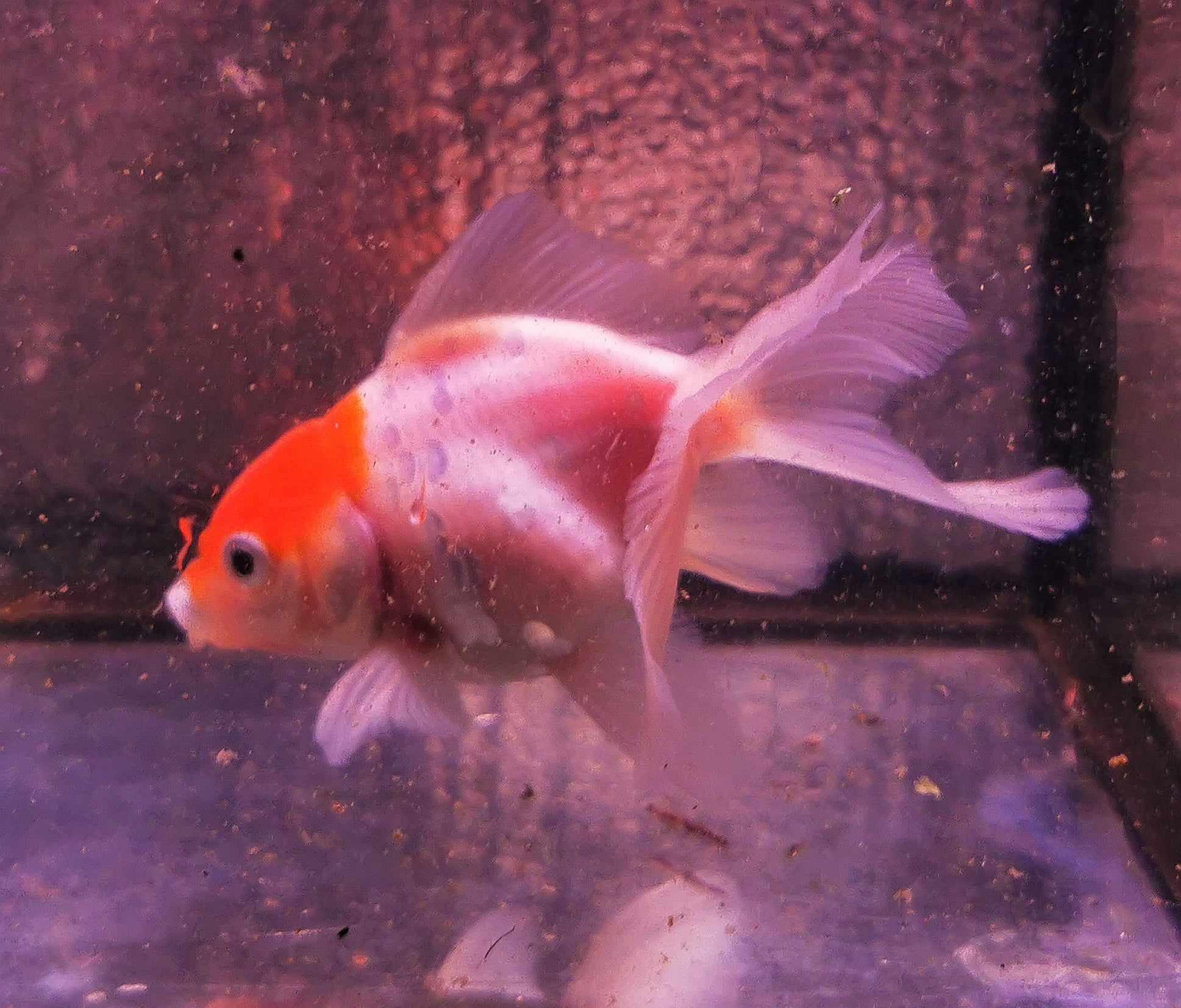 Tancho Sakura Sunset Orchidtail Oranda Goldfish WYSIWYG #1 - Paradise Tropicals LLC