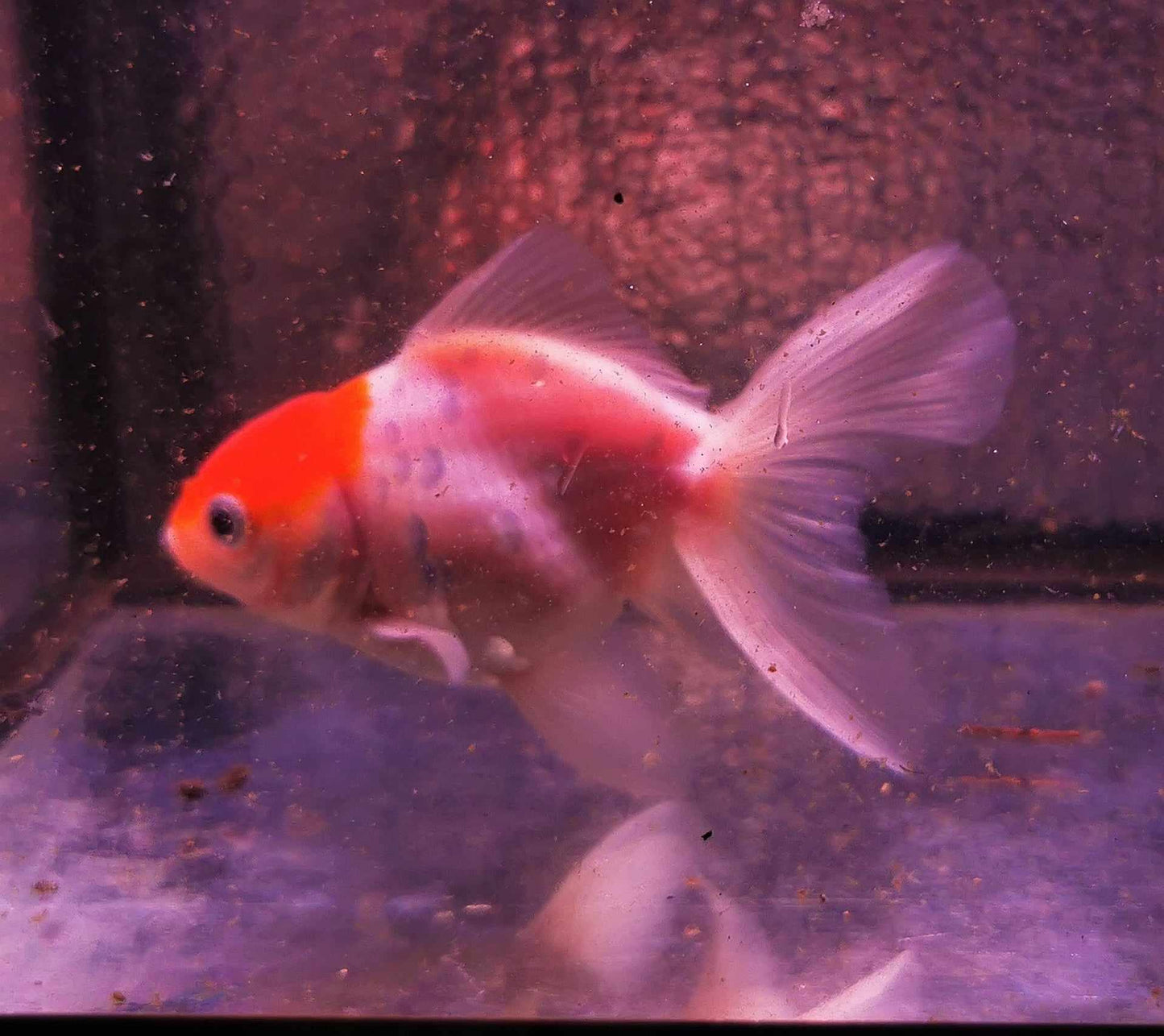 Tancho Sakura Sunset Orchidtail Oranda Goldfish WYSIWYG #1 - Paradise Tropicals LLC