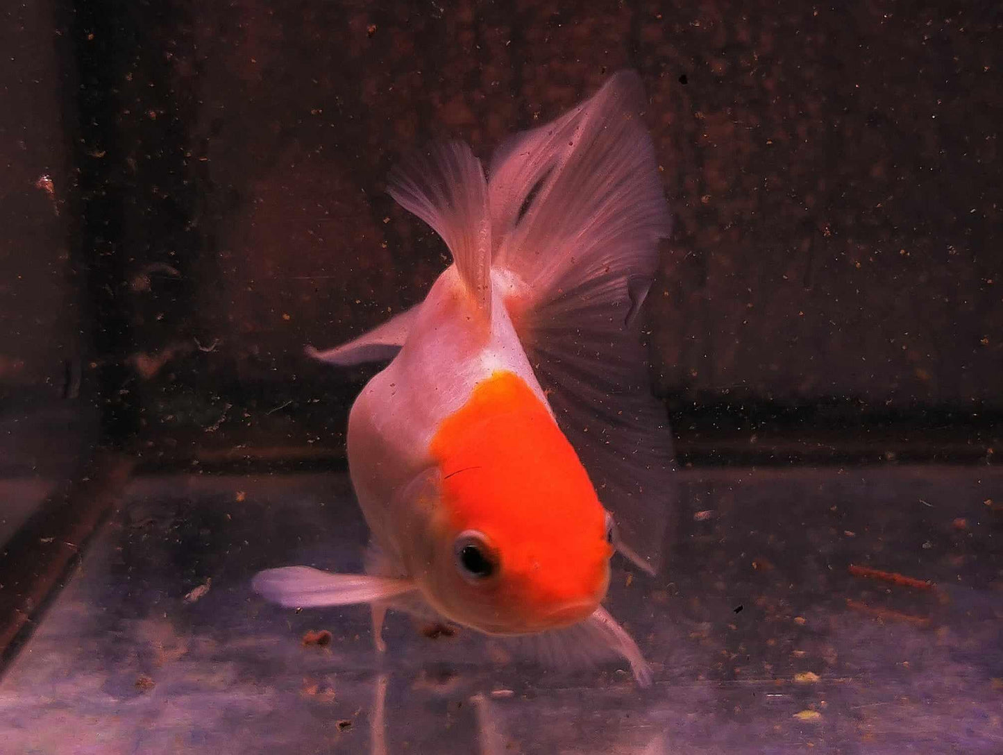 Tancho Sakura Sunset Orchidtail Oranda Goldfish WYSIWYG #1 - Paradise Tropicals LLC