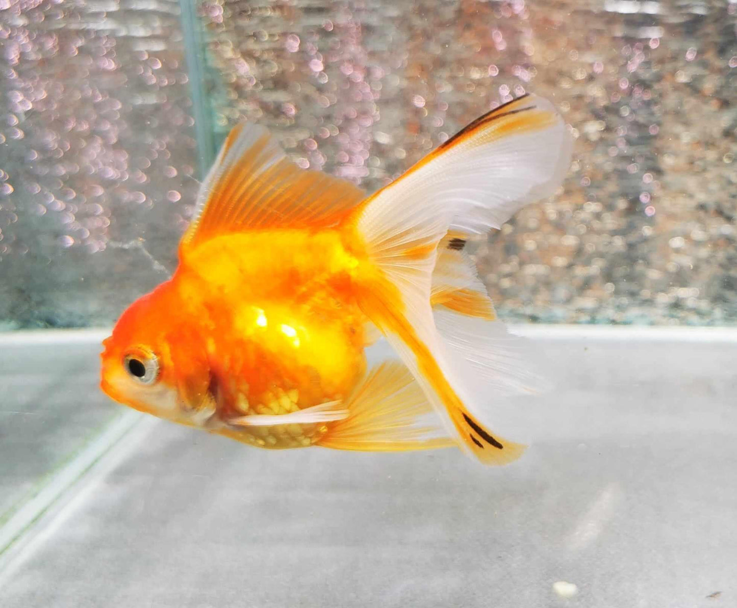 Tiger Orchidtail Oranda Goldfish WYSIWYG #1 - Paradise Tropicals LLC