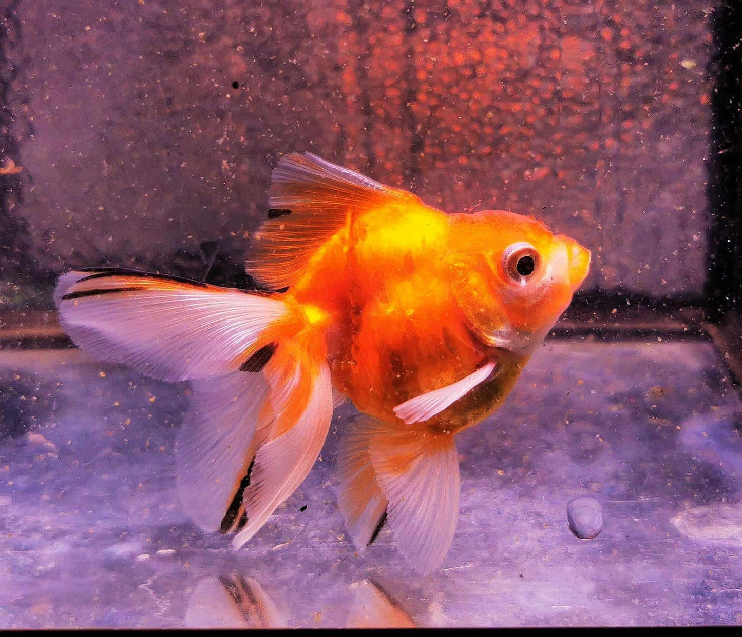 Tiger Orchidtail Oranda Goldfish WYSIWYG #1 - Paradise Tropicals LLC