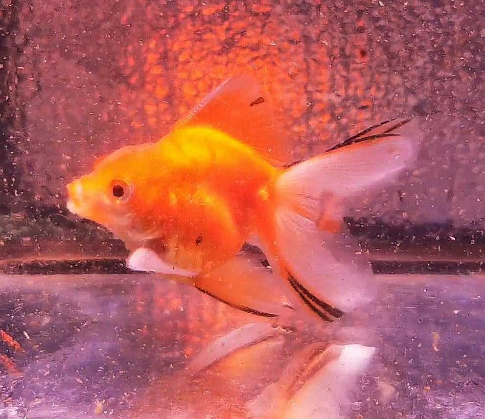 Tiger Orchidtail Oranda Goldfish WYSIWYG #1 - Paradise Tropicals LLC