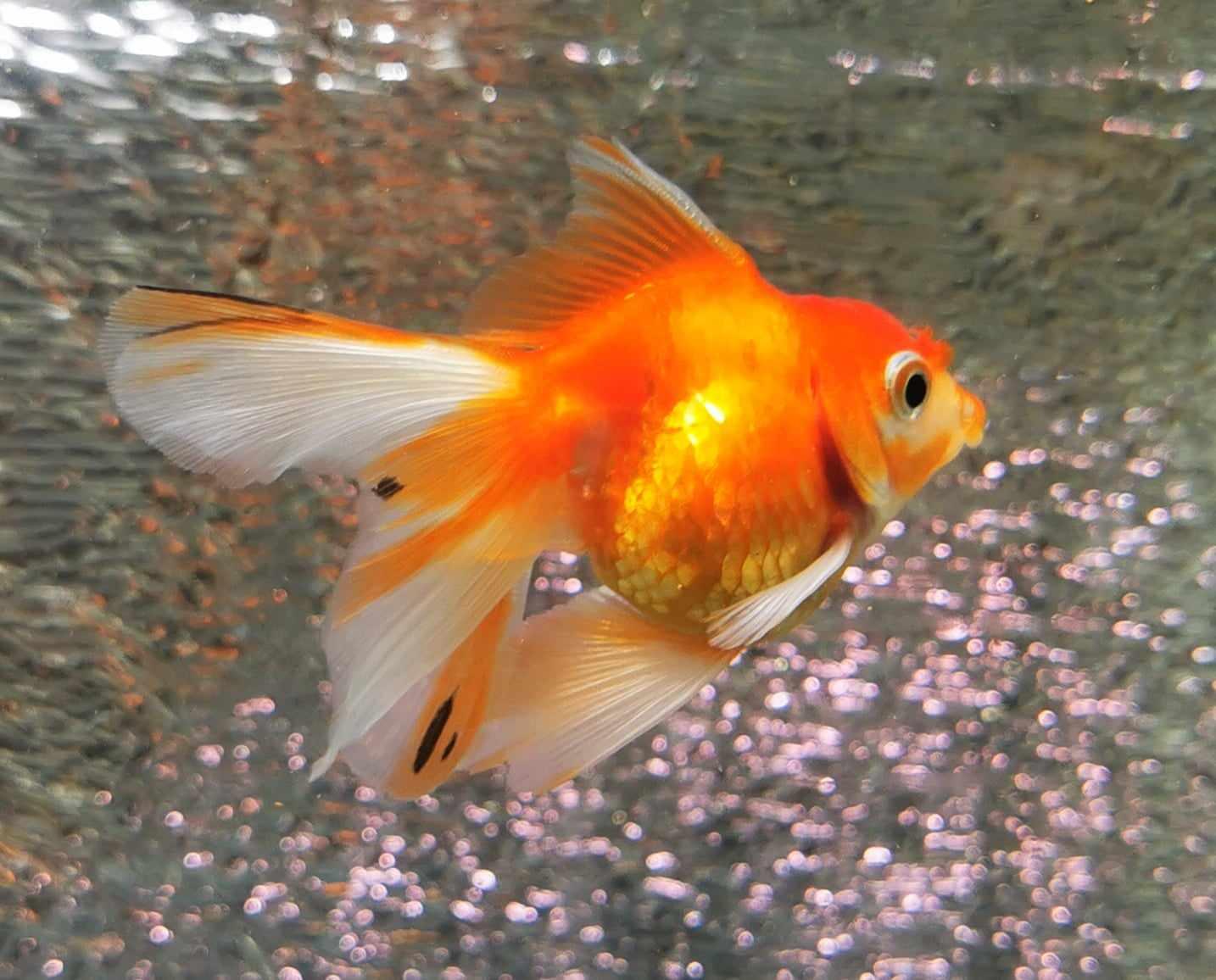 Tiger Orchidtail Oranda Goldfish WYSIWYG #1 - Paradise Tropicals LLC