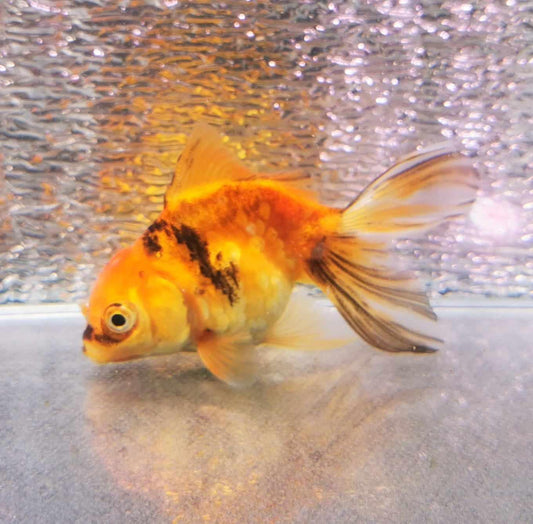 Tiger Orchidtail Oranda Goldfish WYSIWYG #2 - Paradise Tropicals LLC