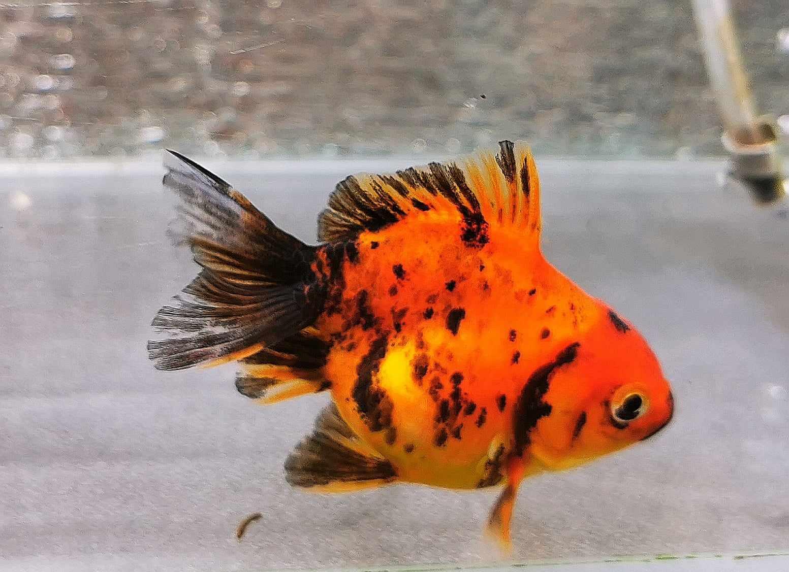 Tiger Orchidtail Oranda Goldfish WYSIWYG #3 - Paradise Tropicals LLC