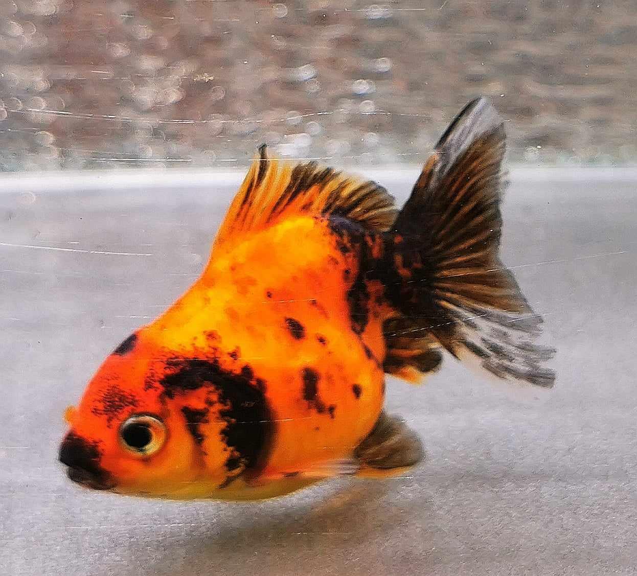 Tiger Orchidtail Oranda Goldfish WYSIWYG #3 - Paradise Tropicals LLC