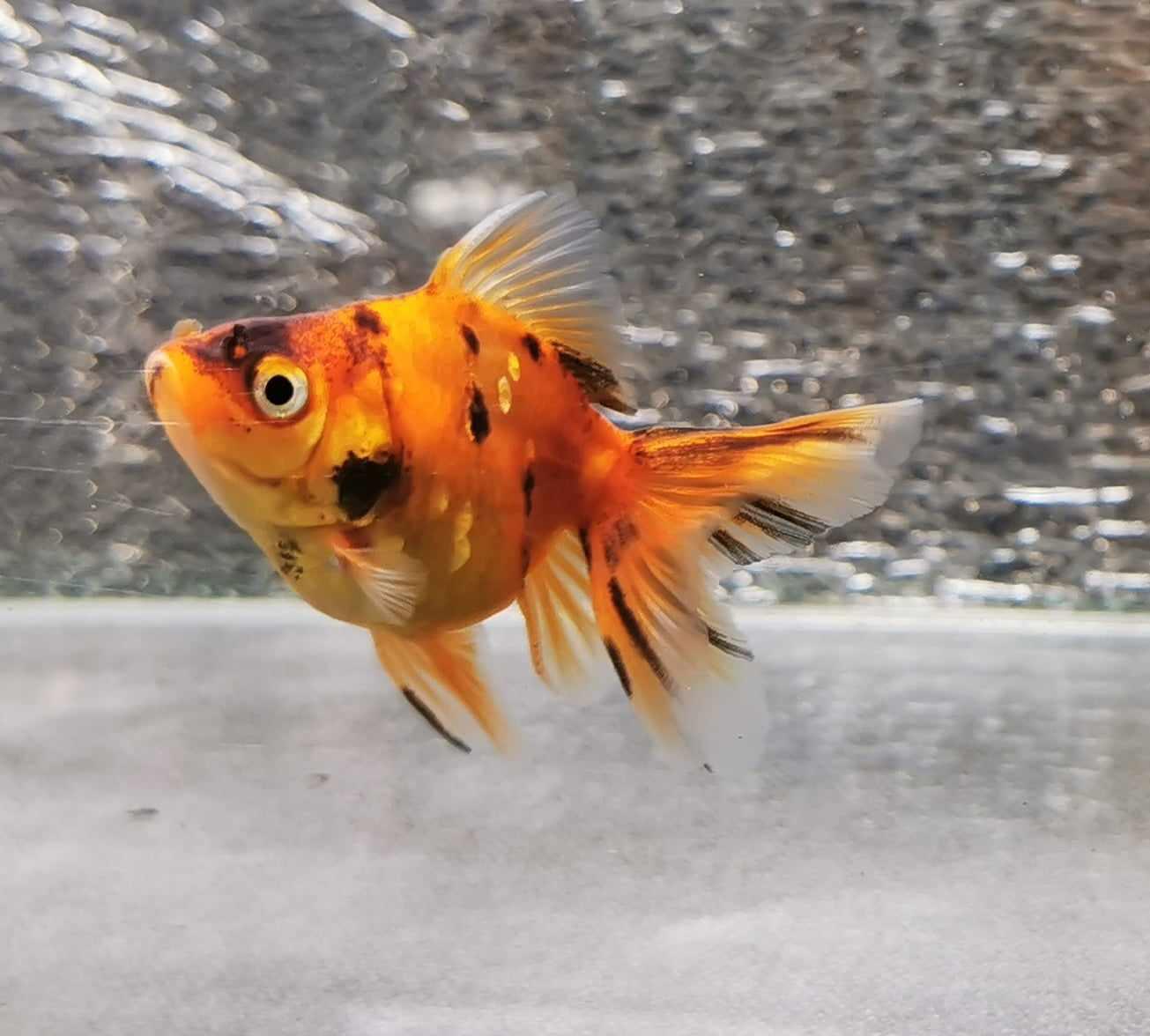 Tiger Orchidtail Oranda Goldfish WYSIWYG #4 - Paradise Tropicals LLC